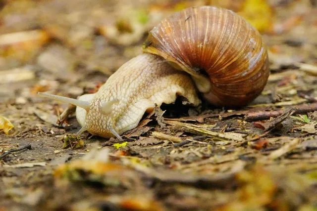 Escargot Tongs