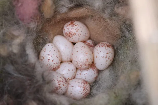 BIRD NEST KIT
