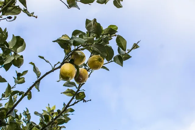 Butter Bell Yellow