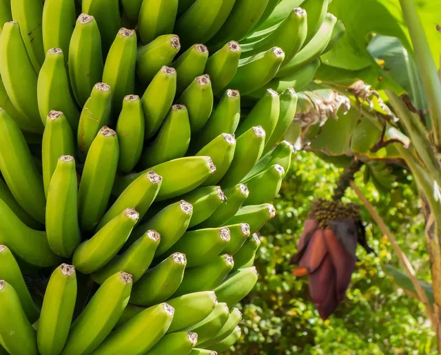 Bamboo Banana Hanger
