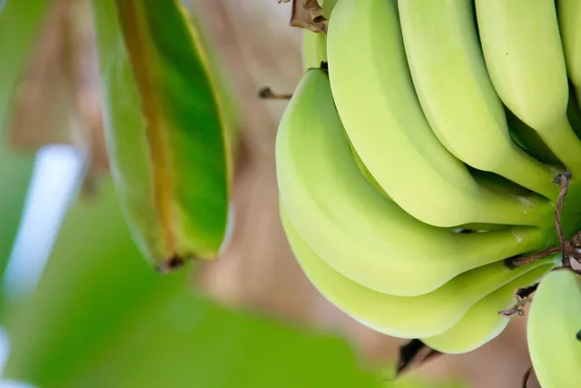 Bananza™ Banana Slicer