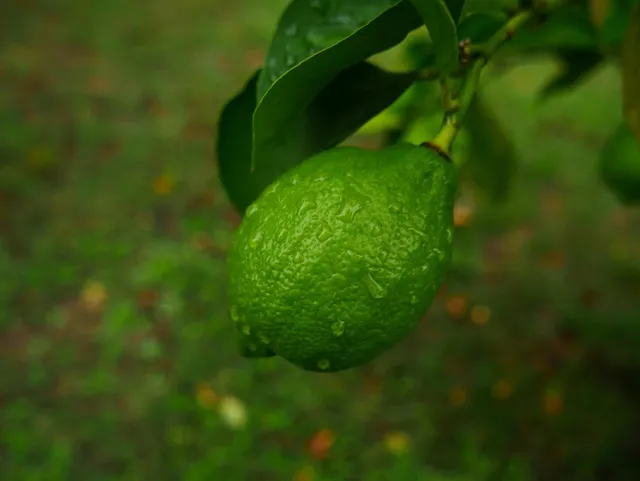 Lékué Citrus Spray
