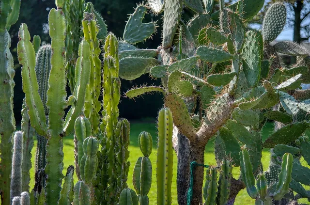 Colour Block Cactus
