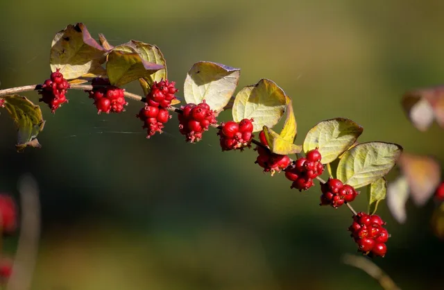 Golden Hill Hand Painted Wine Berries and Branches