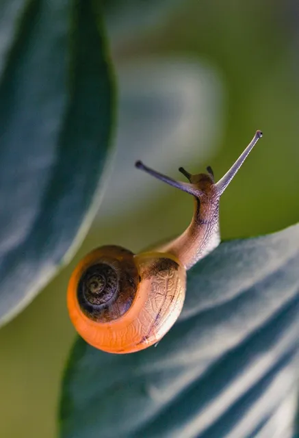 Escargot PLate