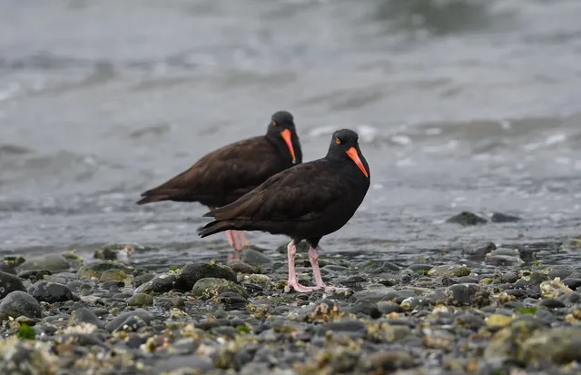 Nogent Oyster Knife