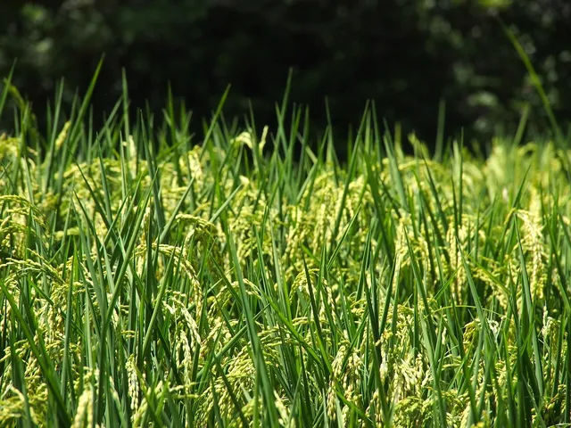 Rice Cube