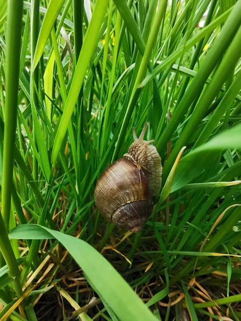 Escargot Fork