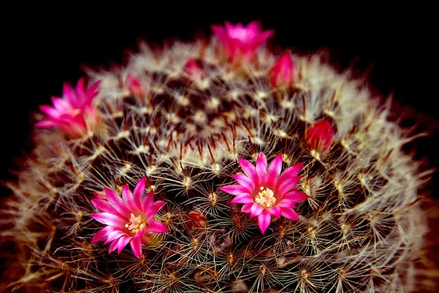 Danica Ultramitt Cactus