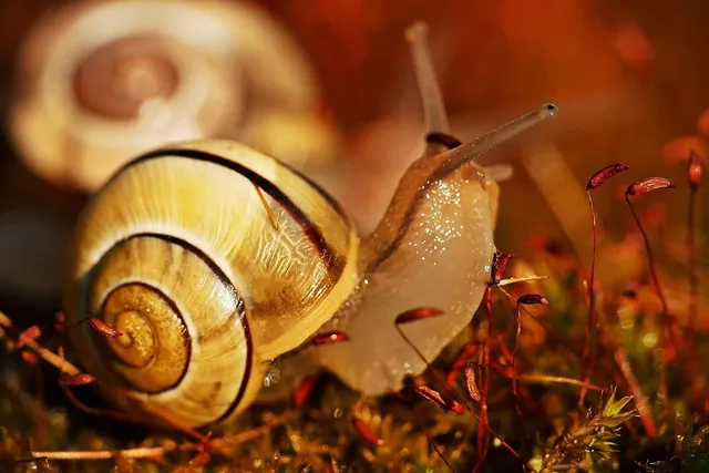 Escargot Dish