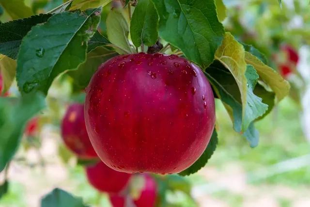 Apple Corer