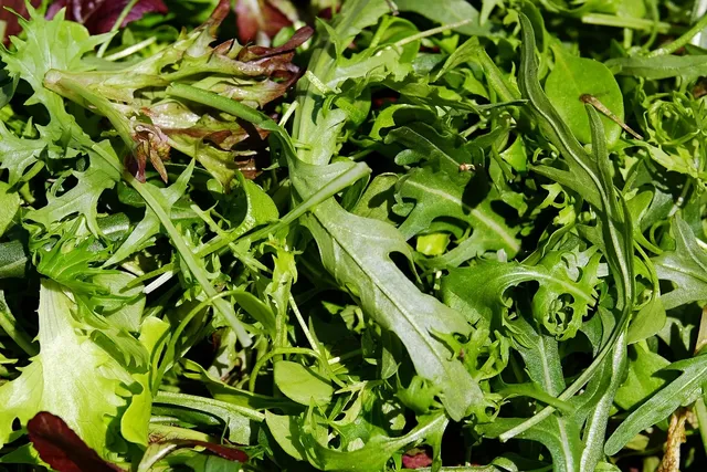 Salad Sac