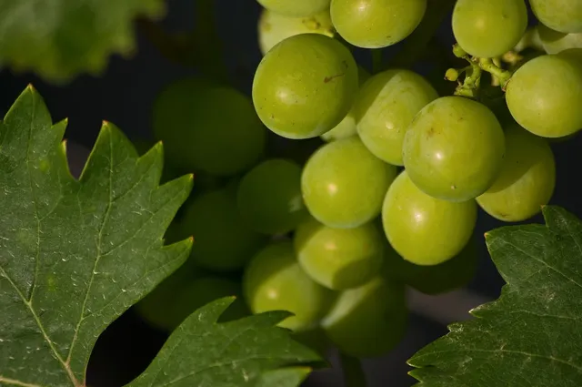 Golden Hill Hand Painted Flute Grapes and Vines