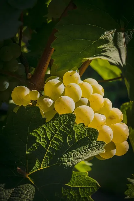Golden Hill Hand Painted Wine Grapes and Vines