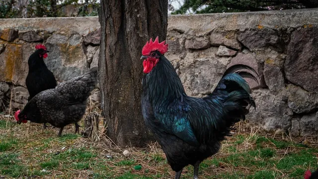 Fifty Shades Of Chicken