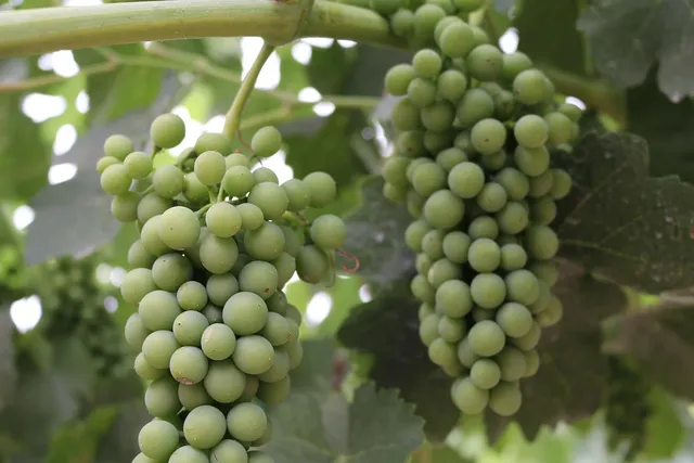 Riedel Vitis syrah-shiraz